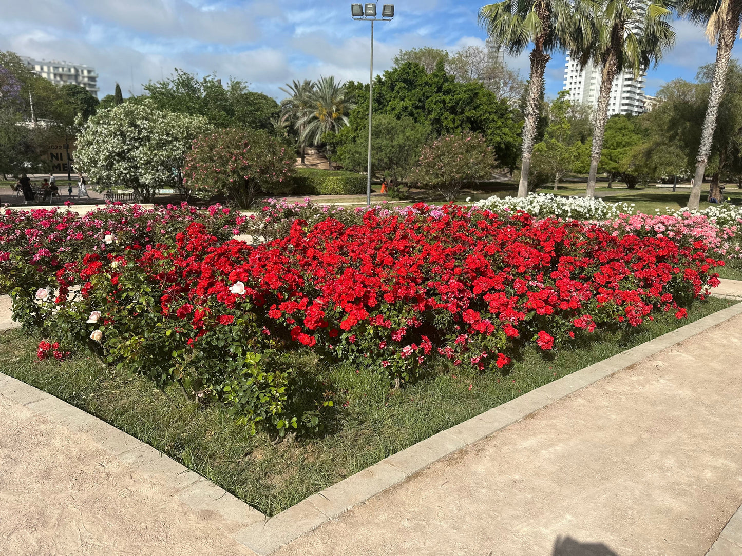 Valencia Like a Local Experience